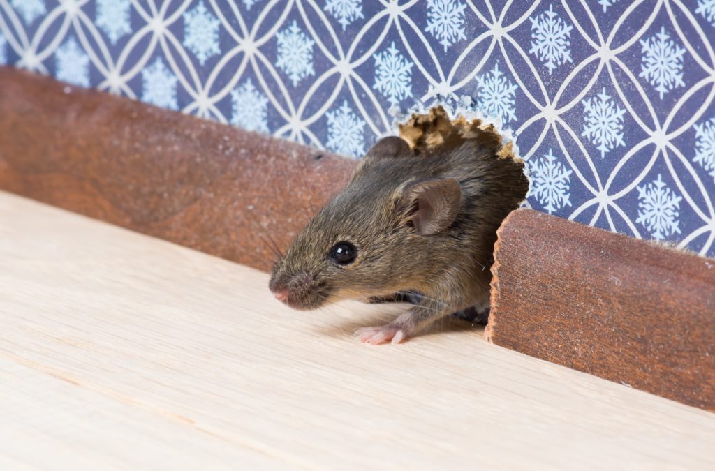 Mouse emerging from a small hole in the wall, illustrating how mice find entry points into homes during winter.