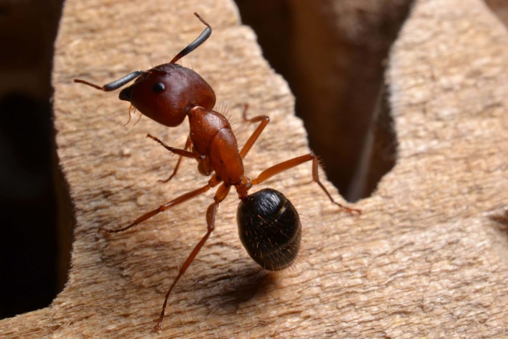 Here's What to Do if You Have an Ant Infestation in Your House in Baltimore acrobat-ant-infestation-baltimore