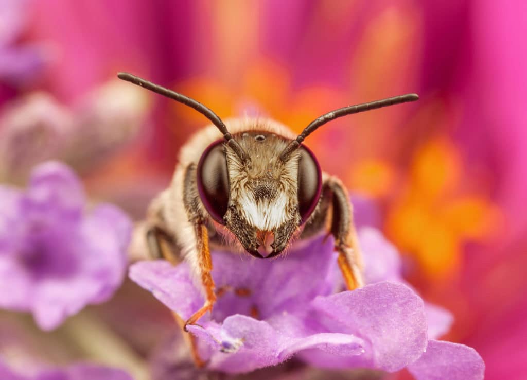 Ground Bees in Maryland Can Be Good for Gardens maryland-ground-bee-pollinating-flowers