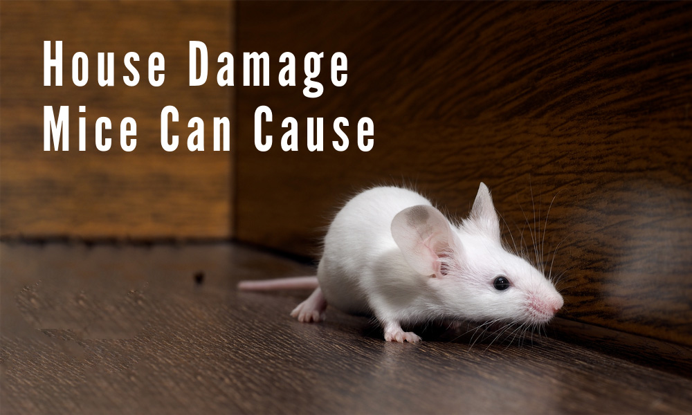 House Damage Mice Can Cause