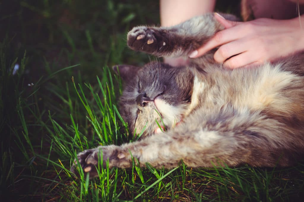 are-ticks-dangerous-for-cats
