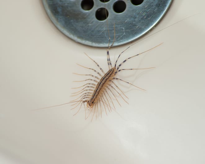 Centipede entering home through bathroom centipedes seek different ways to enter the home