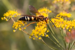 Cicada Killers