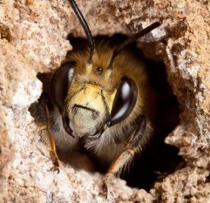 Ground Bees