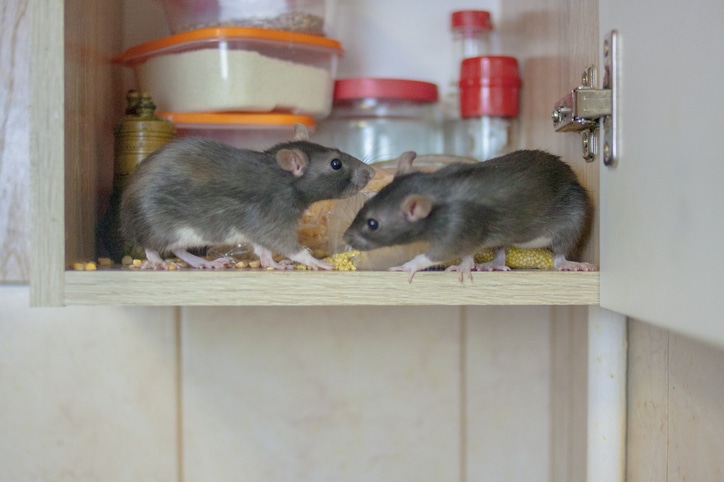 Two mice eating crumbs inside a kitchen cabinet, a common sign of a mouse infestation in homes.