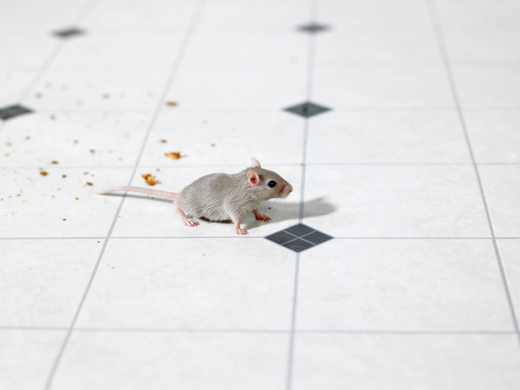 Learn how to distinguish between rat and mouse droppings and when to get an exterminator. Mouse on the kitchen floor of a Tacoma, MD house.
