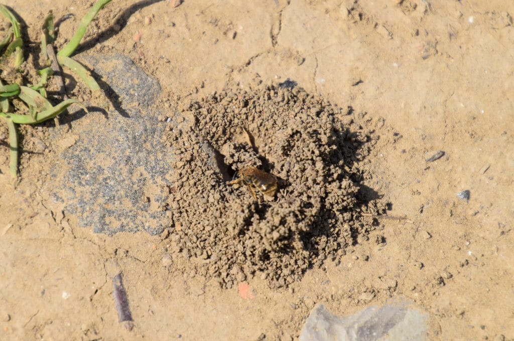 Mining Bees Nest baltimore-mining-bee-nest-in-ground