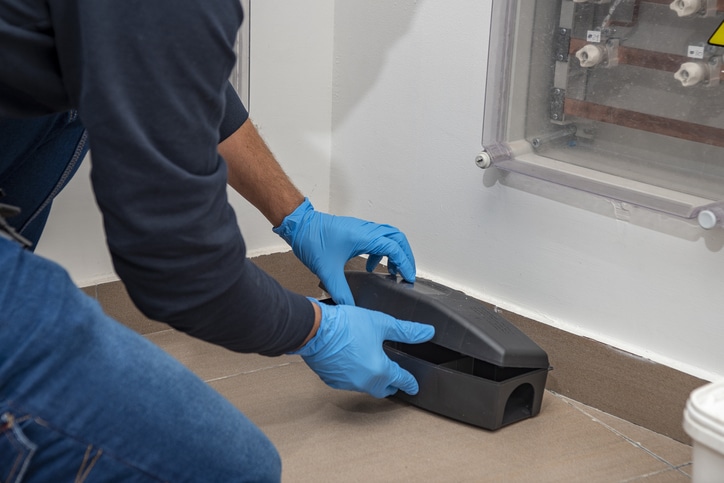 Technician Blocking Off Entry Points blocking off entry points to prevent a rat infestation