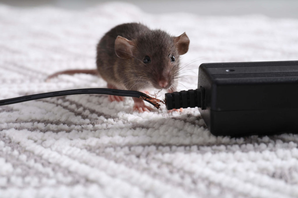 Rats Cause a Number of Issues in Your House rat eating through cords