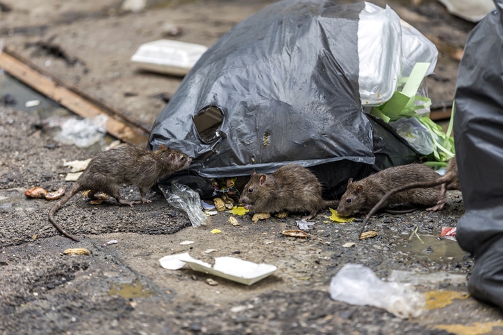 Leftover Garbage Attracts Rats Rat infestation due to leftover garbage
