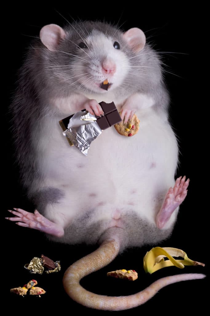 Rats and mice will most likely invade your home looking for food. So how do you get rid of them? Tacoma, MD rat helping themselves to snacks.