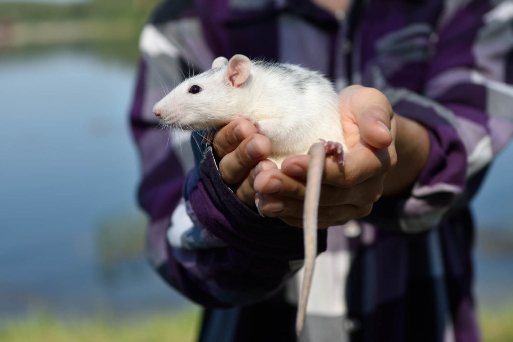 Do you have Maryland rats or Maryland mice in your home? Read more to discover what you should do. Rat being held up that was found in Tacoma home.