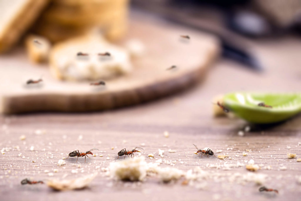 In Need of Ant Control in Pasadena? Our Experts Can help! ant infestation in pasadena home