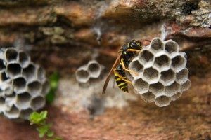 Paper Wasps