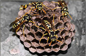 Yellow Jackets