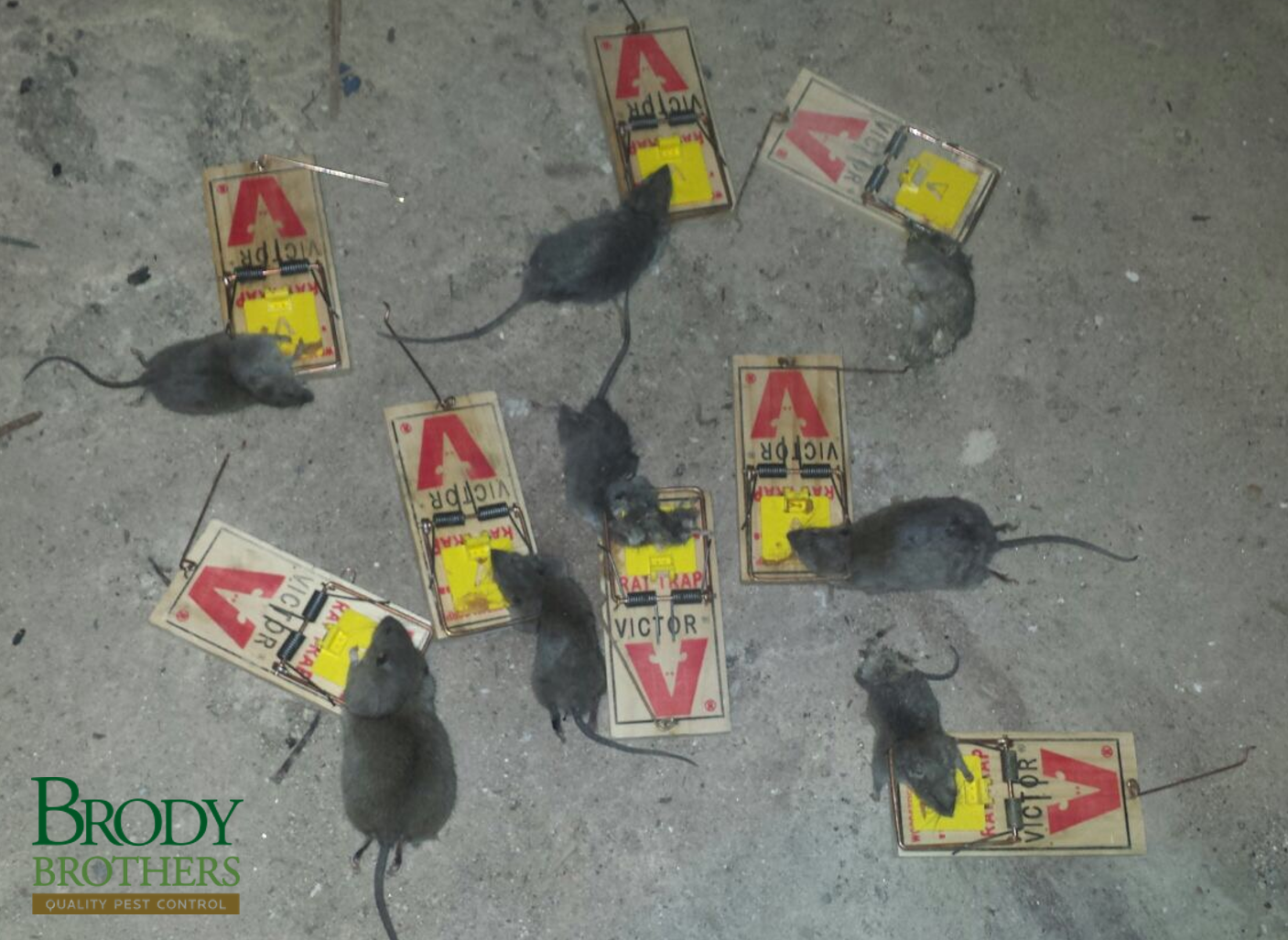 rats-baltimores-rat-problem